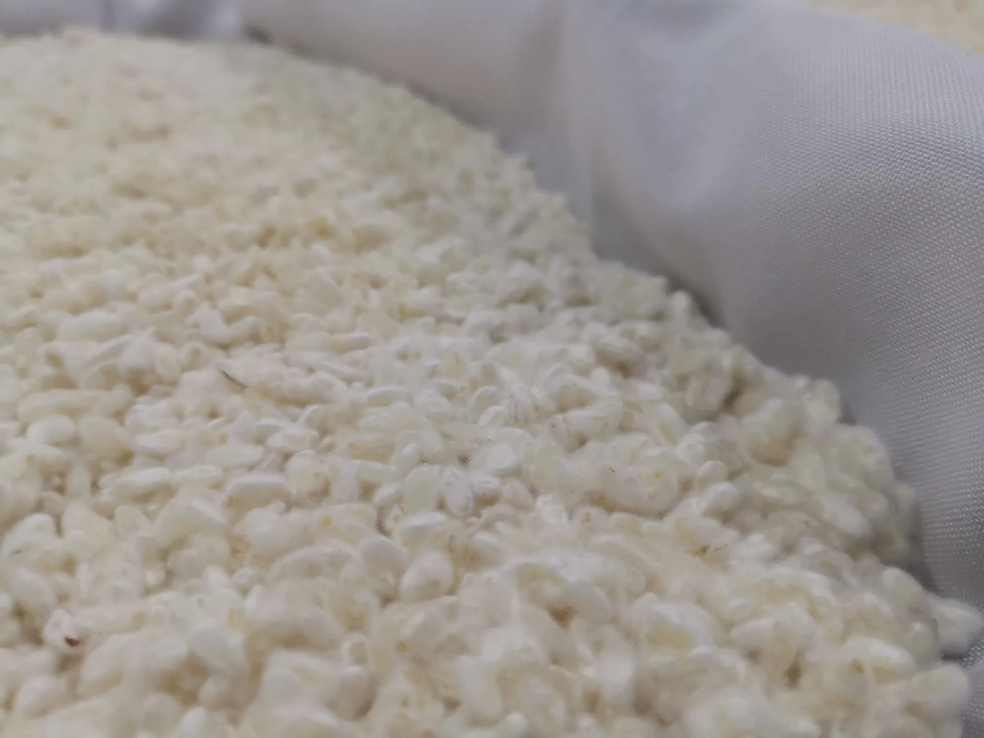 Koji de arroz em tabuleiro, pronto a usar
